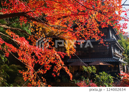 Colorful autumn maple leaves by restaurant at Minoh waterfall park 124002634