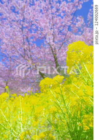 多摩市内の緑地で青空を背景に咲き誇る菜の花と桜の花の春らしいイメージの写真 124002669