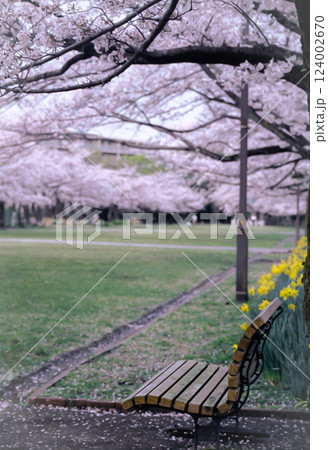 多摩市宝野公園のお花見時の桜並木とベンチのフィルム写真 124002670