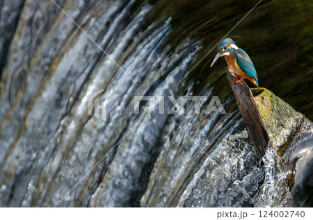 止まり木に止まるカワセミ 124002740