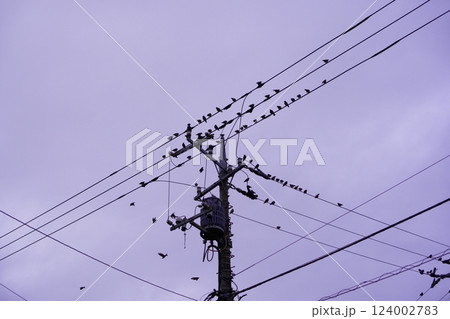 電線に集まる大量の鳥 124002783