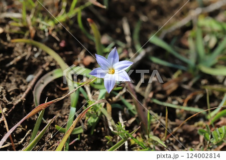 春の野原に咲くハナニラの薄紫色の花 春の野原に咲くハナニラの薄紫色の花 124002814