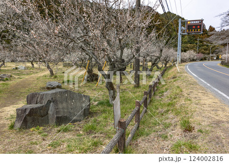 茨城県日立市 諏訪梅林 茨城県日立市 諏訪梅林 124002816