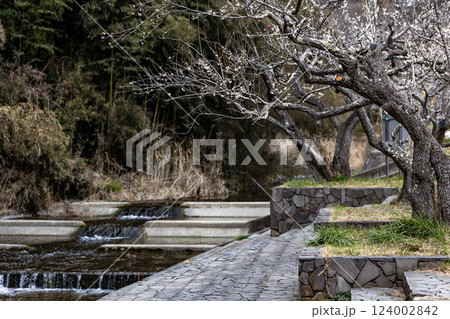 茨城県日立市 諏訪梅林 茨城県日立市 諏訪梅林 124002842