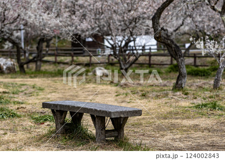 茨城県日立市　諏訪梅林 124002843