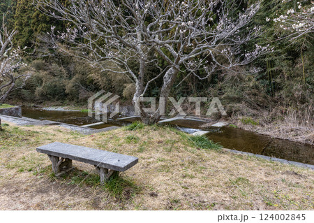 茨城県日立市　諏訪梅林 124002845