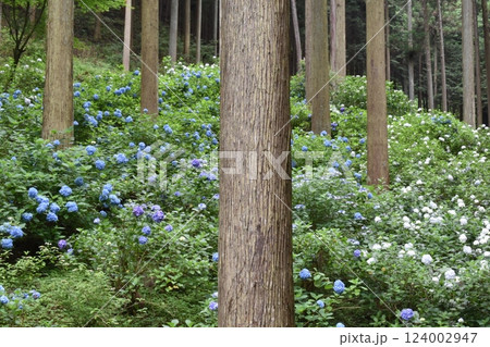 南沢あじさい山、紫陽花、あじさい、東京都あきる野市 124002947