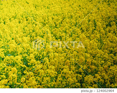 一面に広がる菜の花畑 124002964