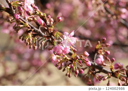 早春の公園に咲くピンク色のカワヅザクラの花 124002986