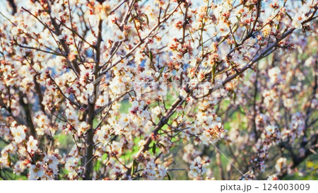 White Almond Tree Blossoms In Freshly Started Spring Season Nature 124003009