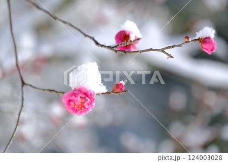 長岡梅林の梅の開花と積雪 124003028