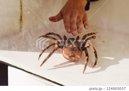 The hand reaches for the spider in the box. The hand reaches for the spider in the box. 124003037