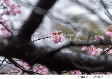 雨に濡れる桜の花 - しっとりとした春の情景 雨に濡れる桜の花 - しっとりとした春の情景 124003082