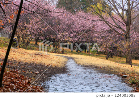雨上がりの桜並木 - 静寂に包まれた春の散歩道 124003088