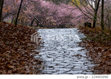 雨上がりの桜並木 - 静寂に包まれた春の散歩道 雨上がりの桜並木 - 静寂に包まれた春の散歩道 124003090