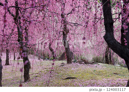 満開の枝垂れ梅 124003117