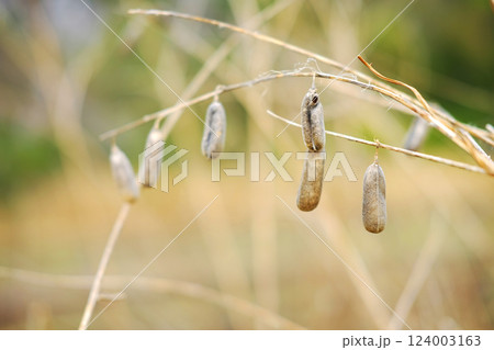 Dry Crotalaria seed plant in natural sunlight Dry Crotalaria seed plant in natural sunlight 124003163