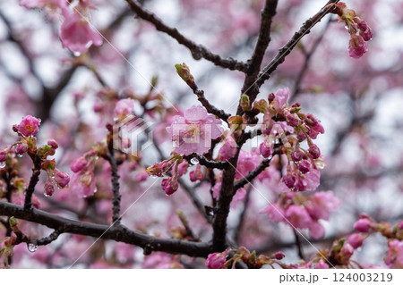 雨に濡れる桜のつぼみ - 春の訪れを感じる瞬間 雨に濡れる桜のつぼみ - 春の訪れを感じる瞬間 124003219
