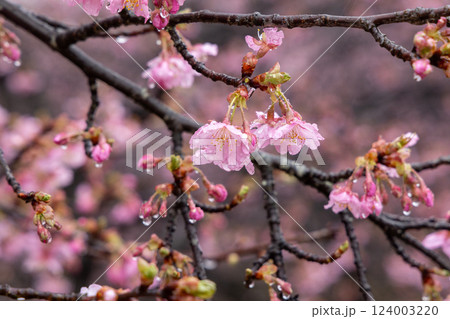 雨に濡れる桜のつぼみ - 春の訪れを感じる瞬間 124003220