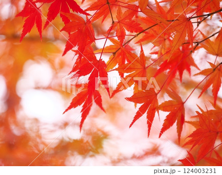 鮮やかに紅葉したモミジ 124003231