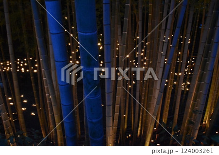 小机城址、竹灯籠祭、竹林、横浜市港北区 小机城址、竹灯籠祭、竹林、横浜市港北区 124003261