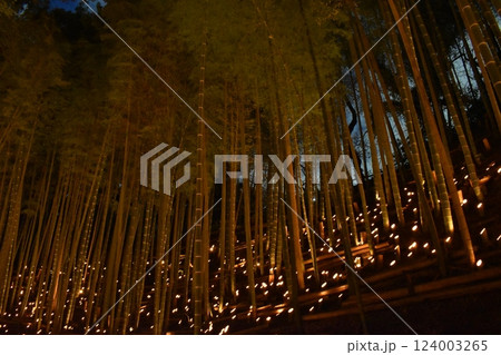 小机城址、竹灯籠祭、竹林、横浜市港北区 小机城址、竹灯籠祭、竹林、横浜市港北区 124003265
