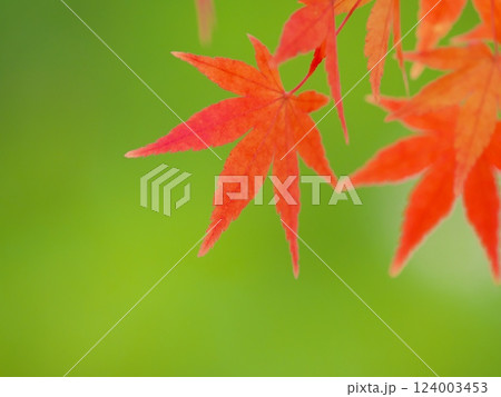 緑をバックに紅葉したモミジ 124003453