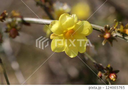 春の庭に咲く黄色いオウバイモドキ(ウンナンオウバイ)の花 春の庭に咲く黄色いオウバイモドキ(ウンナンオウバイ)の花 124003765