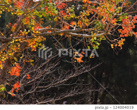 ナンキンハゼの紅葉とモモタマナの冬枯れ 124004019