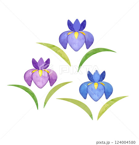 水彩手書きの菖蒲のイラスト 124004580