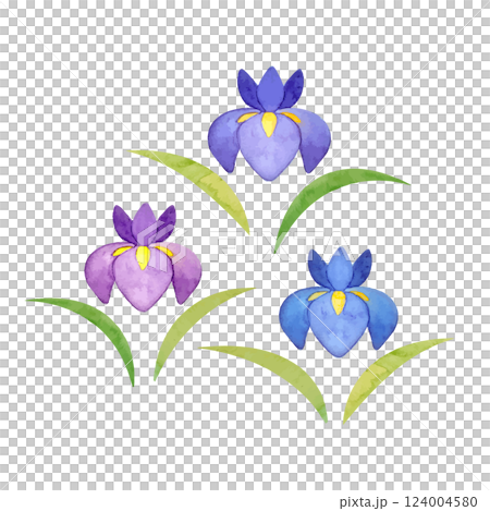 Watercolor hand-drawn illustration of irises 124004580