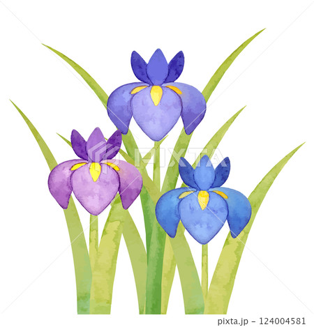 水彩手書きの菖蒲のイラスト 124004581