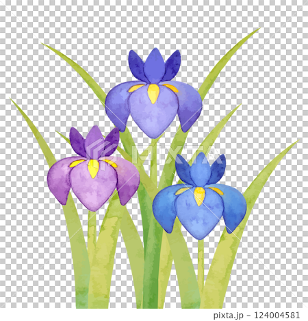 水彩手書きの菖蒲のイラスト 124004581