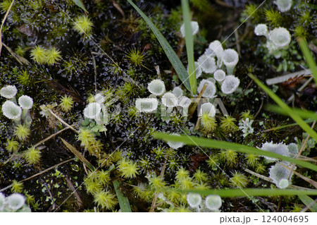 ジョウゴゴケ ジョウゴゴケ 124004695