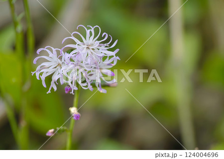 エンシュウハグマ エンシュウハグマ 124004696