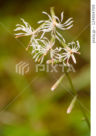 テイショウソウ 124004709