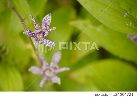 ホトトギス ホトトギス 124004721
