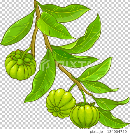 Garcinia Branch with Fruits and Leaves Colored Detailed Illustration. Organic natural nutritional healthy food ingredient, vegetarian diet product.  124004730