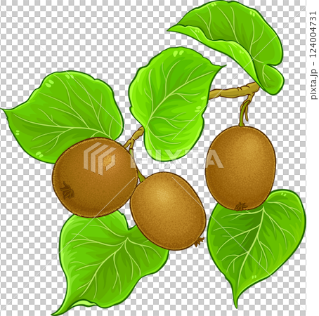 Kiwi Branch with Fruits and Leaves Colored Detailed Illustration. Organic natural nutritional healthy food ingredient, vegetarian diet product. 124004731