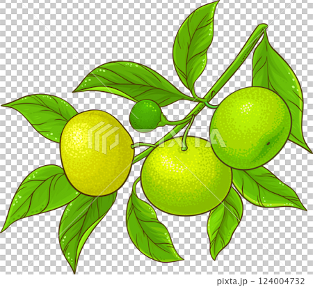 Tangerine Branch with Fruits  and Leaves Colored Detailed Illustration. 124004732