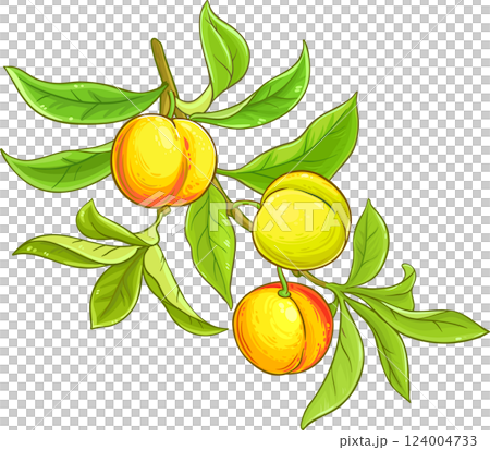 Peach Branch with Fruits and Leaves Colored Detailed Illustration Peach Branch with Fruits and Leaves Colored Detailed Illustration 124004733