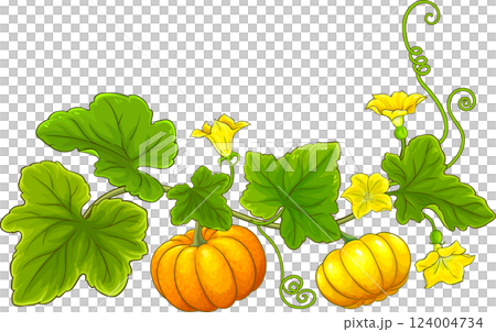 Pumpkin Plant Colored Detailed Illustration. Pumpkin Plant Colored Detailed Illustration. 124004734