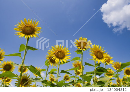 【座間市】座間ひまわり畑 124004812