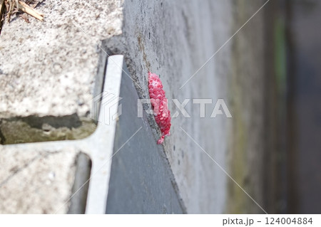 ジャンボタニシの卵 124004884