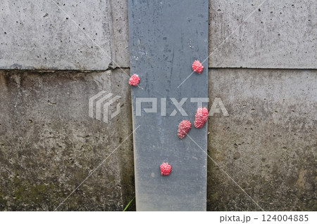 ジャンボタニシの卵 124004885