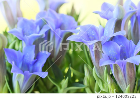 リンドウ　青紫色の花　クローズアップ　明るい背景 124005225