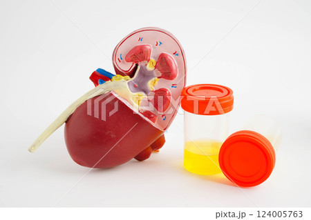 Urinalysis, Kidney and urine cup for check health examination in laboratory. 124005763