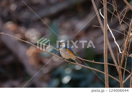 木の枝に止まるルリビタキ 124006044