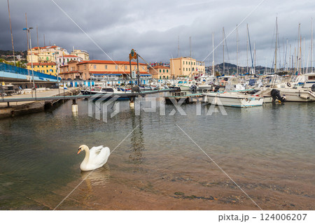 White swan swimming in a sea in port of Sanremo, Italy White swan swimming in a sea in port of Sanremo, Italy 124006207