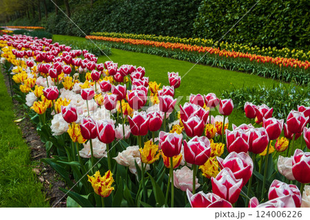 Colorful flowerbeds in Keukenhof tulip garden in Lisse, Netherlands. Keukenhof is the most beautiful spring garden in the world. Beautiful ornamental garden landscape at Lisse, Netherlands 124006226
